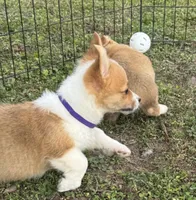 Lacy 🩷, a female Pembroke Welsh Corgi for sale in Madison, FL – Photo 4 of 7