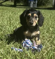 Molly •Black & Cream•, a female Miniature Dachshund for sale in Madison, FL – 3 of 8