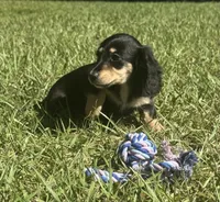 Lilly •Black & Cream•, a female Miniature Dachshund for sale in Madison, FL – 4 of 7