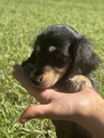 Lilly •Black & Cream•, a female Miniature Dachshund for sale in Madison, FL – 5 of 7