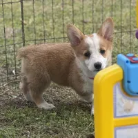 Maple 🩷, a female Pembroke Welsh Corgi for sale in Madison, FL – Photo 1 of 10