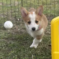 Maple 🩷, a female Pembroke Welsh Corgi for sale in Madison, FL – Photo 6 of 10