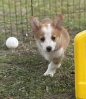 Maple 🩷, a female Pembroke Welsh Corgi for sale in Madison, FL – Photo 5 of 10