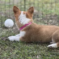Maple 🩷, a female Pembroke Welsh Corgi for sale in Madison, FL – Photo 10 of 10