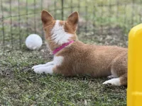 Maple 🩷, a female Pembroke Welsh Corgi for sale in Madison, FL – Photo 10 of 10