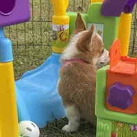 Maple 🩷, a female Pembroke Welsh Corgi for sale in Madison, FL – Photo 7 of 10