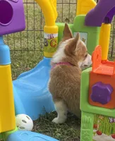 Maple 🩷, a female Pembroke Welsh Corgi for sale in Madison, FL – Photo 7 of 10