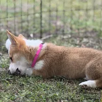 Maple 🩷, a female Pembroke Welsh Corgi for sale in Madison, FL – Photo 8 of 10