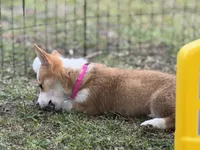 Maple 🩷, a female Pembroke Welsh Corgi for sale in Madison, FL – Photo 8 of 10
