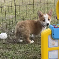 Maple 🩷, a female Pembroke Welsh Corgi for sale in Madison, FL – Photo 4 of 10