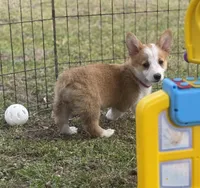 Maple 🩷, a female Pembroke Welsh Corgi for sale in Madison, FL – Photo 6 of 10