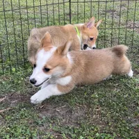 Maple 🩷, a female Pembroke Welsh Corgi for sale in Madison, FL – Photo 5 of 10
