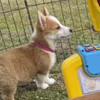 Maple 🩷, a female Pembroke Welsh Corgi for sale in Madison, FL – Photo 3 of 10