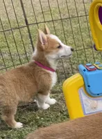 Maple 🩷, a female Pembroke Welsh Corgi for sale in Madison, FL – Photo 2 of 10