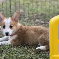Maple 🩷, a female Pembroke Welsh Corgi for sale in Madison, FL – Photo 9 of 10