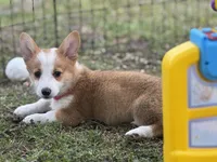 Maple 🩷, a female Pembroke Welsh Corgi for sale in Madison, FL – Photo 9 of 10