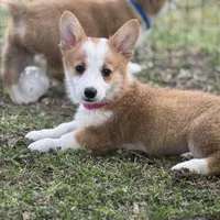 Maple 🩷, a female Pembroke Welsh Corgi for sale in Madison, FL – Photo 2 of 10