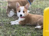Maple 🩷, a female Pembroke Welsh Corgi for sale in Madison, FL – Photo 1 of 10