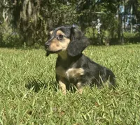 Molly •Black & Cream•, a female Miniature Dachshund for sale in Madison, FL – 6 of 8