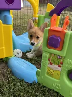 Paisley 🩷, a female Pembroke Welsh Corgi for sale in Madison, FL – Photo 1 of 6