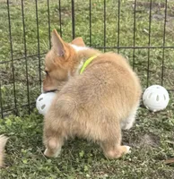 Paisley 🩷, a female Pembroke Welsh Corgi for sale in Madison, FL – Photo 2 of 6