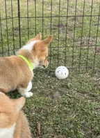 Paisley 🩷, a female Pembroke Welsh Corgi for sale in Madison, FL – Photo 4 of 6
