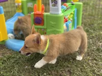 Paisley 🩷, a female Pembroke Welsh Corgi for sale in Madison, FL – Photo 3 of 6