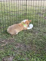 Paisley 🩷, a female Pembroke Welsh Corgi for sale in Madison, FL – Photo 6 of 6