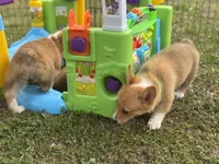 Paisley 🩷, a female Pembroke Welsh Corgi for sale in Madison, FL – Photo 5 of 6
