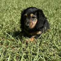 Winston , a male Miniature Dachshund for sale in Madison, FL – 7 of 10