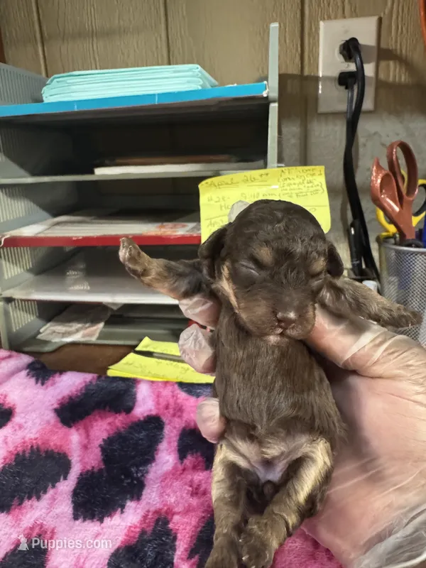 Chocolate girl – Poodle - Toy  puppy for sale in Spartanburg, SC