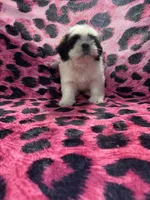 Dark chocolate and white girl, a male Shih Tzu for sale in Spartanburg, SC – Photo 2 of 2