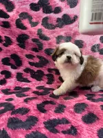 Brown and white boy 1 , a male Shih Tzu for sale in Spartanburg, SC – Photo 3 of 3