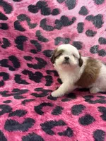 Brown and white boy 1 , a male Shih Tzu for sale in Spartanburg, SC – Photo 2 of 3