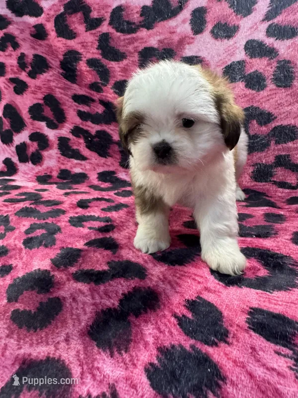 Brown and white boy 1  – Shih Tzu puppy for sale in Spartanburg, SC
