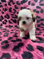 Brown and white boy 1 , a male Shih Tzu for sale in Spartanburg, SC – Photo 1 of 3