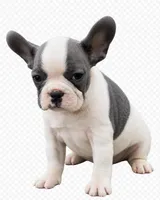 French bulldog 1 , a male French Bulldog for sale in Spartanburg, SC – 2 of 2