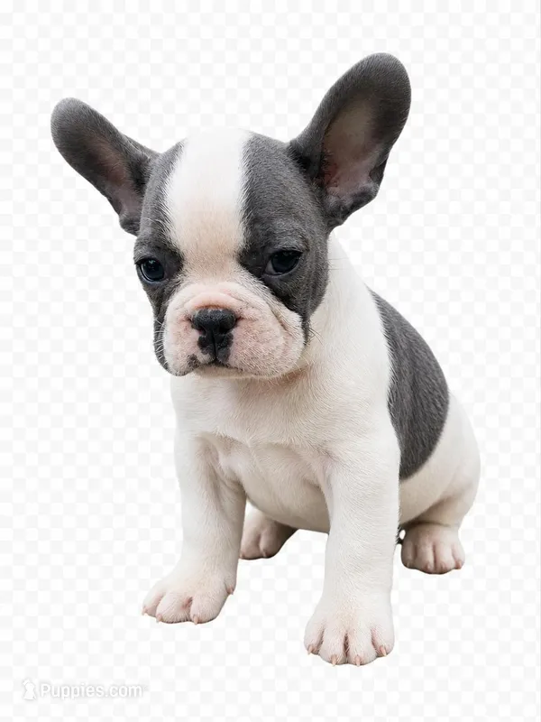 French bulldog 1  – French Bulldog puppy for sale in Spartanburg, SC