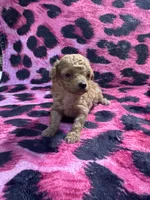 Puppy 3, a female Poodle - Toy  for sale in Spartanburg, SC – 9 of 10