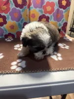 Black nose, a female Shih Tzu for sale in Spartanburg, SC – Photo 2 of 2