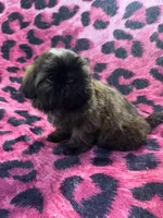 Brindle chocolate girl, a male Shih Tzu for sale in Spartanburg, SC – Photo 3 of 4