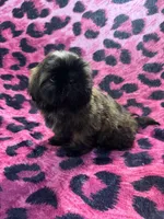 Brindle chocolate girl, a male Shih Tzu for sale in Spartanburg, SC – Photo 4 of 4