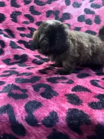 Brindle chocolate girl, a male Shih Tzu for sale in Spartanburg, SC – Photo 1 of 4