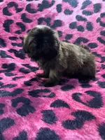 Brindle chocolate girl, a male Shih Tzu for sale in Spartanburg, SC – Photo 2 of 4