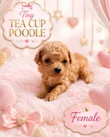 Puppy 3, a female Poodle - Toy  for sale in Spartanburg, SC – 7 of 10