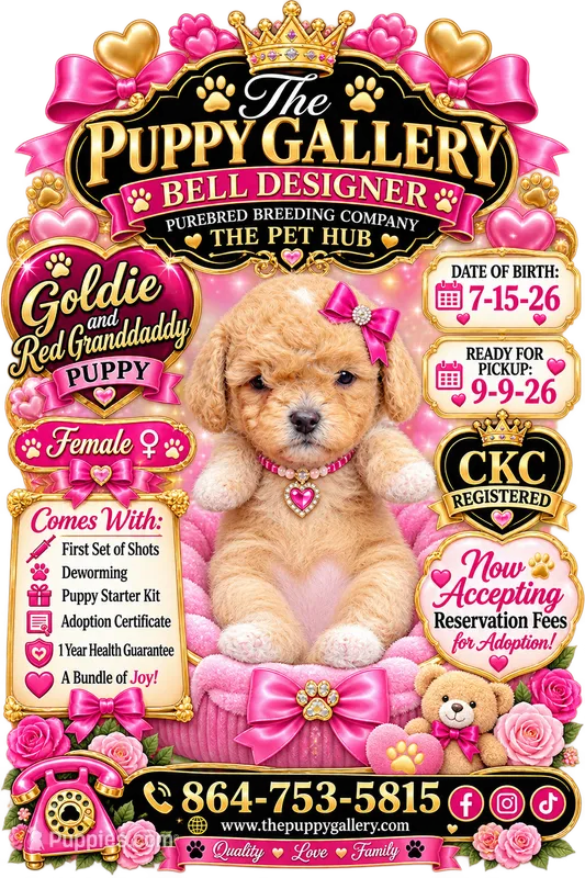 Sunshine  – Poodle - Toy  puppy for sale in Spartanburg, SC