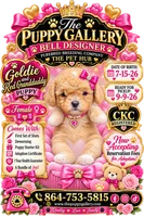 Sunshine , a female Poodle - Toy  for sale in Spartanburg, SC – 1 of 1