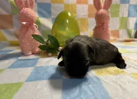 Brindle boy, a male Shih Tzu for sale in Spartanburg, SC – Photo 1 of 3