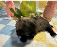 Brindle boy, a male Shih Tzu for sale in Spartanburg, SC – Photo 3 of 3
