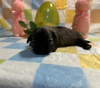 Brindle boy, a male Shih Tzu for sale in Spartanburg, SC – Photo 2 of 3